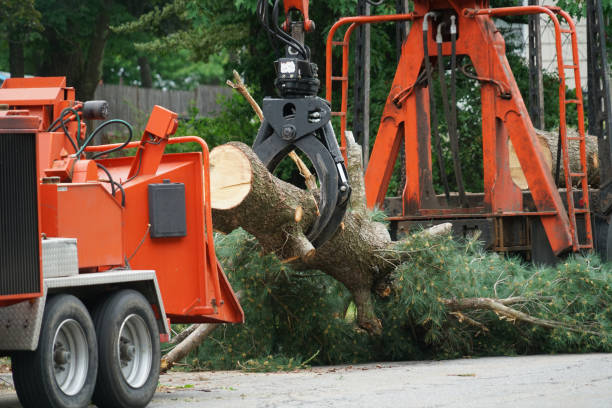 Best Large Tree Removal  in Churchill, PA